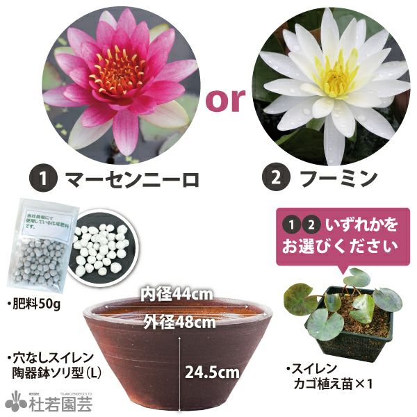 選べる温帯スイレン3点セット | 杜若園芸WEBショップ｜水草の生産販売