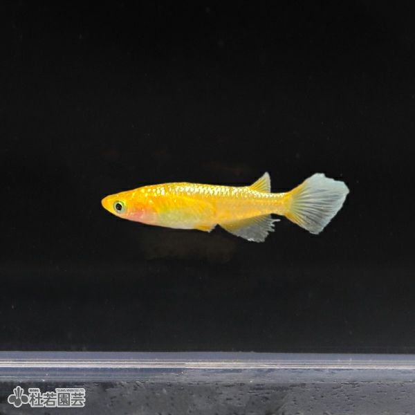 レクリス 1匹【メダカ・めだか】 | 杜若園芸WEBショップ｜水草の生産