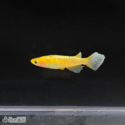 レクリス 1匹【メダカ・めだか】 | 杜若園芸WEBショップ｜水草の生産 