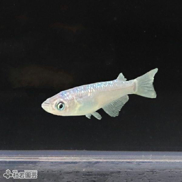 サファイア 1匹【メダカ・めだか】 | 杜若園芸WEBショップ｜水草の