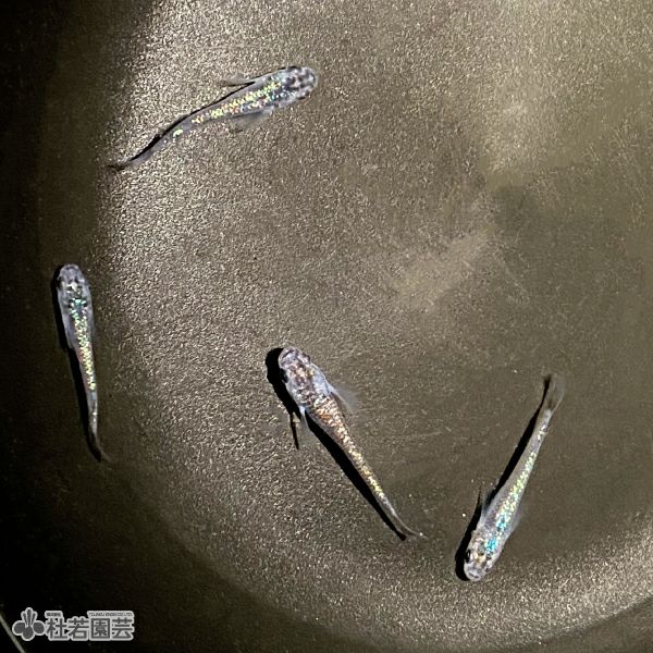 サファイア 1匹【メダカ・めだか】 | 杜若園芸WEBショップ｜水草の