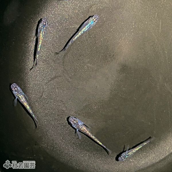 サファイア 1匹【メダカ・めだか】 | 杜若園芸WEBショップ｜水草の