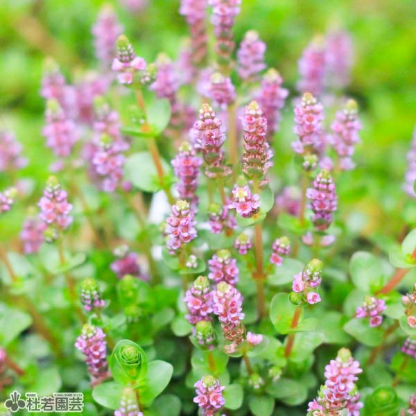 水生植物】 ロタラインディカ | 杜若園芸WEBショップ｜水草の生産販売