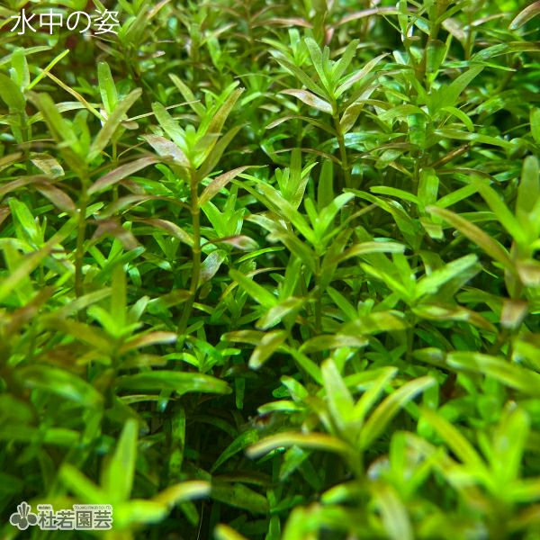 水生植物】 ロタラインディカ | 杜若園芸WEBショップ｜水草の生産販売
