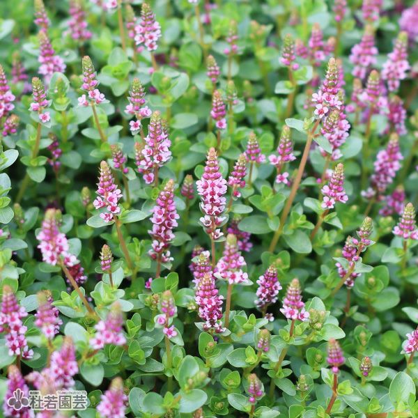 【中古】 日本の植生 水生植物】 ロタラワヤナード | 杜若園芸WEBショップ｜水草の生産販売