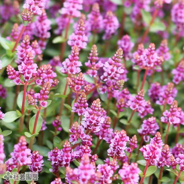 水生植物】 ロタラワヤナード | 杜若園芸WEBショップ｜水草の生産販売