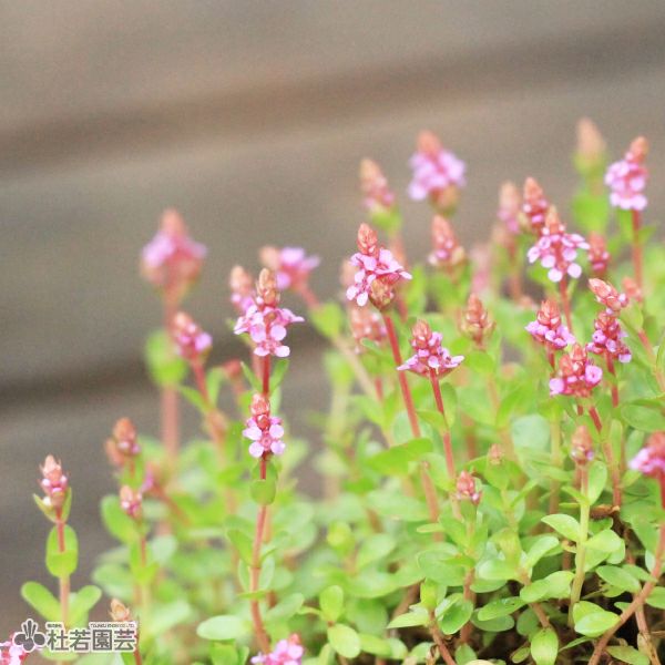 水生植物】 ロタラワヤナード | 杜若園芸WEBショップ｜水草の生産販売