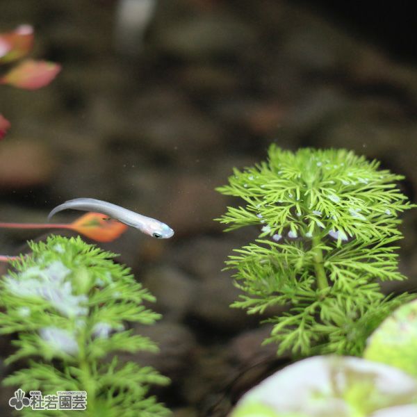 水生植物】アンブリア 10.5cmポット | 杜若園芸WEBショップ｜水草の