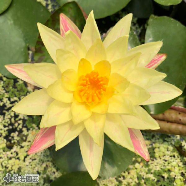 スイレン】パラニー(温帯睡蓮) 19cmカゴ | 杜若園芸WEBショップ｜水草