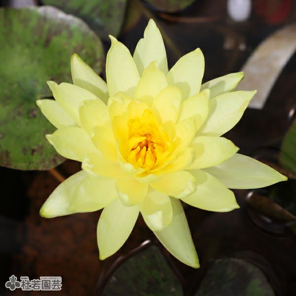 スイレン】パラニー(温帯睡蓮) 19cmカゴ | 杜若園芸WEBショップ｜水草