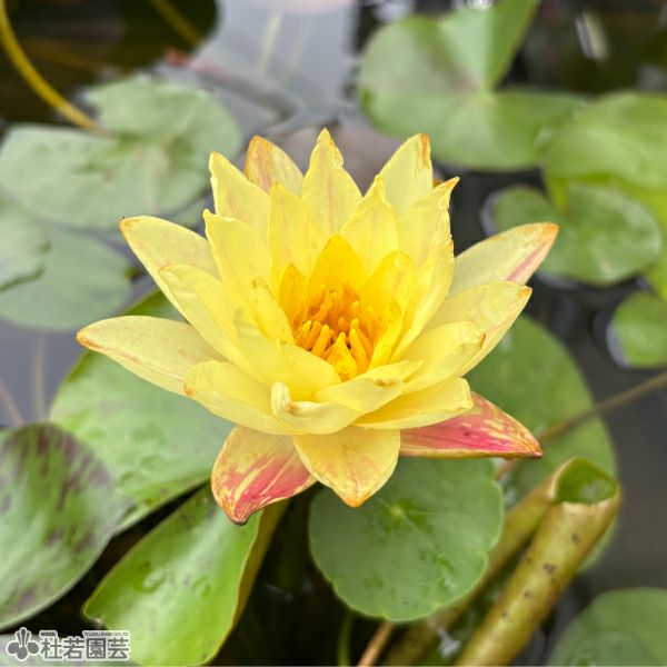 スイレン】パラニー(温帯睡蓮) 19cmカゴ | 杜若園芸WEBショップ｜水草