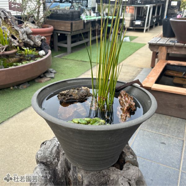 水鉢 手づくり 瓦色（13号） | 杜若園芸WEBショップ｜水草の生産販売