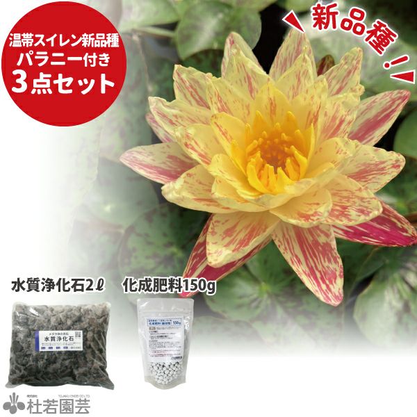 パラニー付き3点セットB【温帯スイレン新品種セット】 | 杜若園芸WEB