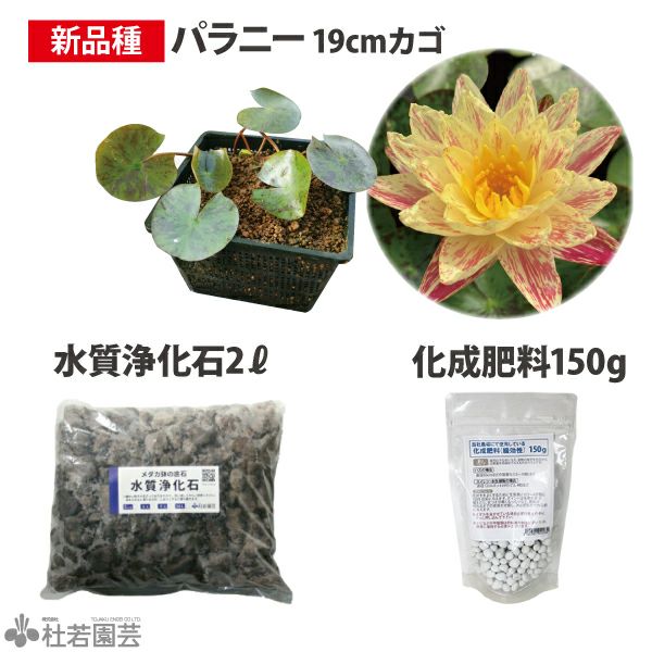 パラニー付き3点セットB【温帯スイレン新品種セット】 | 杜若園芸WEB