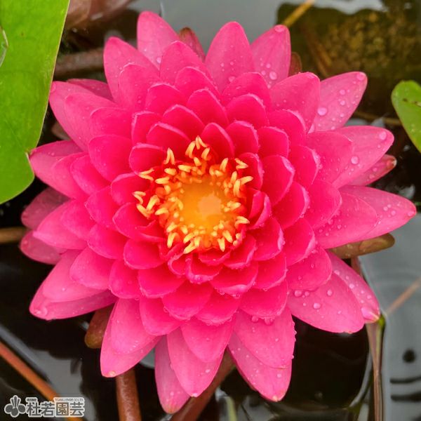 耐寒性睡蓮 ブンラクサー 温帯睡蓮 水生植物 約8cm スイレン】プッタラクサー(温帯睡蓮) 19cmカゴ | 杜若園芸WEBショップ
