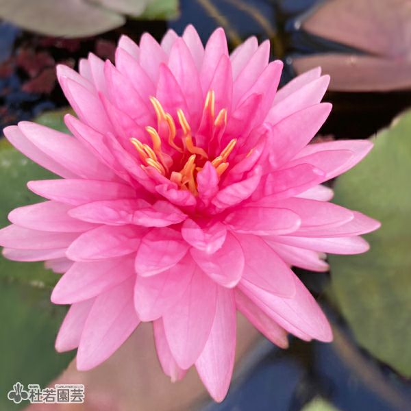 スイレン】ヌアラオ(温帯睡蓮) 19cmカゴ | 杜若園芸WEBショップ｜水草