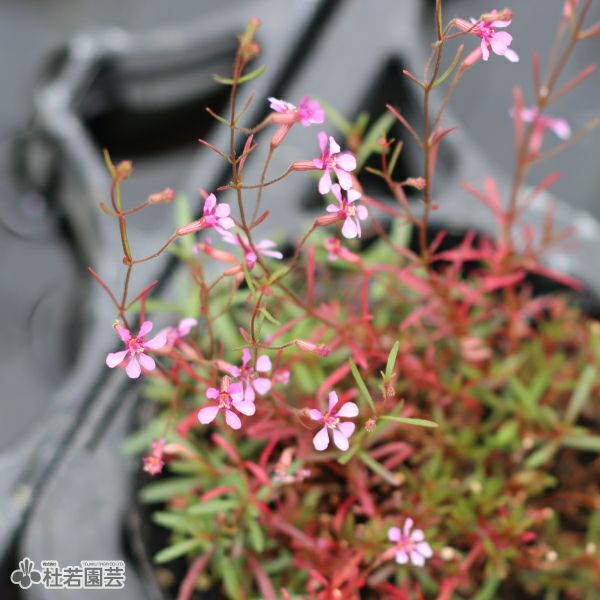 水生植物】レッドクロスプラント | 杜若園芸WEBショップ｜水草の生産