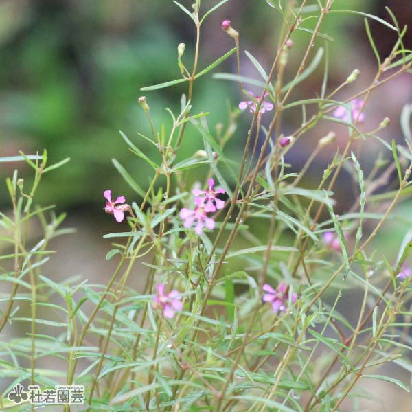 水生植物】レッドクロスプラント | 杜若園芸WEBショップ｜水草の生産