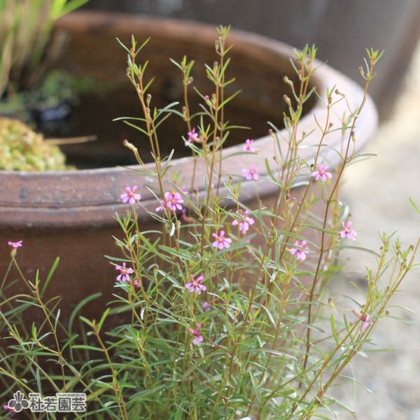 水生植物】レッドクロスプラント | 杜若園芸WEBショップ｜水草の生産