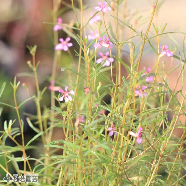 水生植物】レッドクロスプラント | 杜若園芸WEBショップ｜水草の生産