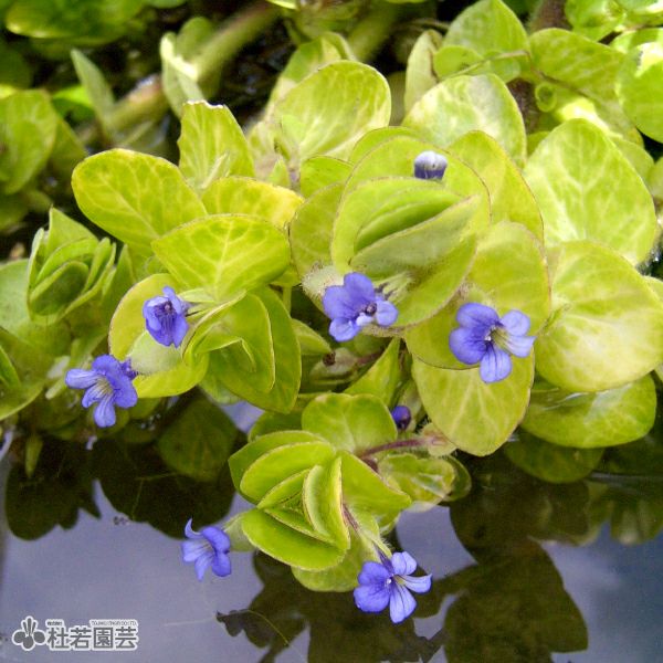 水生植物】イエローバコパ | 杜若園芸WEBショップ｜水草の生産販売