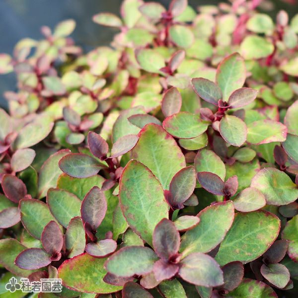 水生植物】エキノドルスローズ | 杜若園芸WEBショップ｜水草の生産販売