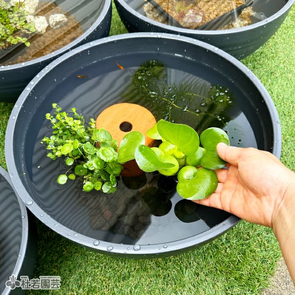 プラスイレン鉢Φ40 | 杜若園芸WEBショップ｜水草の生産販売【通販
