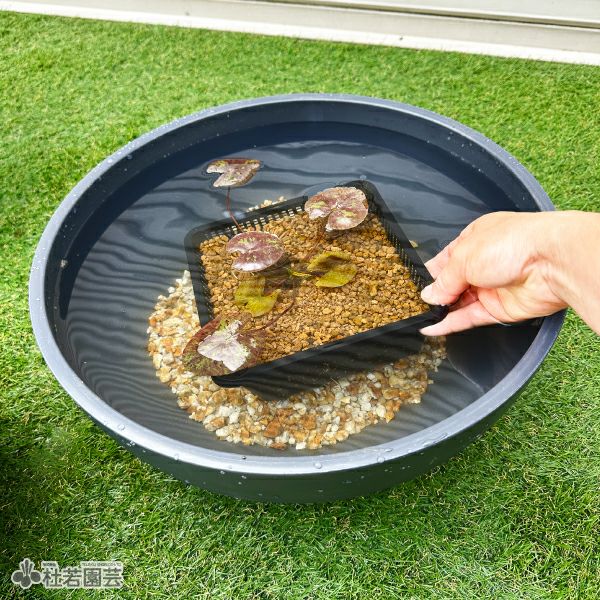 プラスイレン鉢Φ40 | 杜若園芸WEBショップ｜水草の生産販売【通販