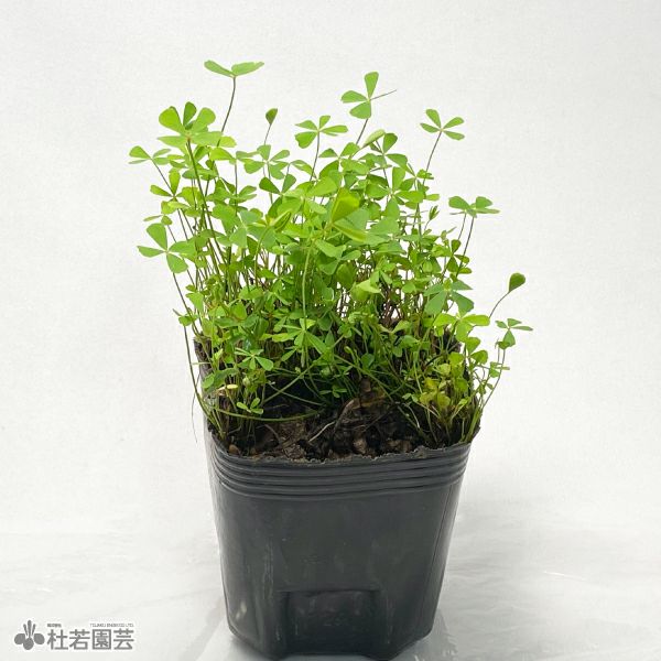 水生植物】ホシクサsp.クチ | 杜若園芸WEBショップ｜水草の生産販売
