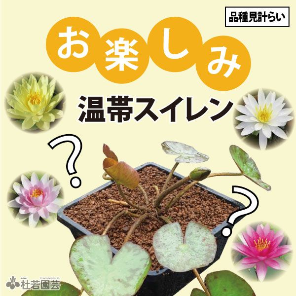 花芽つき！温帯スイレンカゴ植え(19cm角カゴ) | 杜若園芸WEBショップ