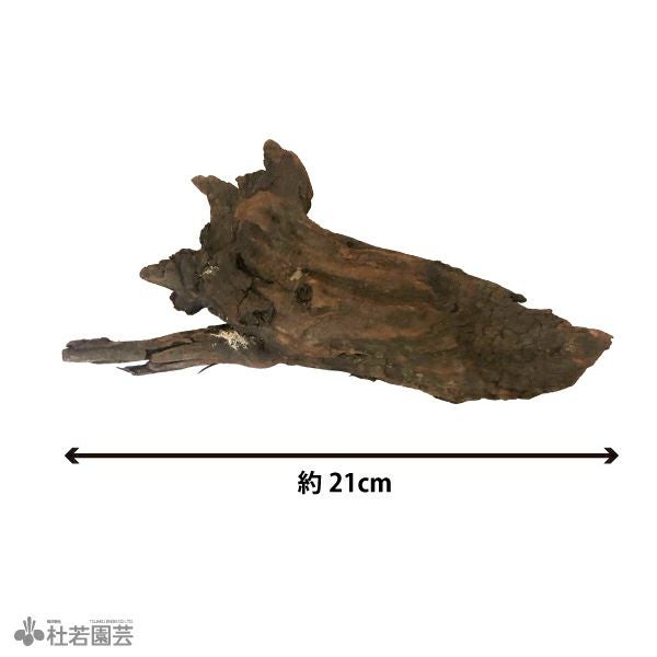 ✴︎天然素材の流木✴︎ インテリアや水槽　ホーンウッド置物に　アクアリウム　水草 お楽しみナチュラルホーンウッドx3セット | 杜若園芸WEBショップ