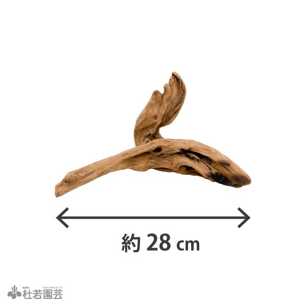 青龍石-6 | 杜若園芸WEBショップ｜水草の生産販売【通販ショップ】