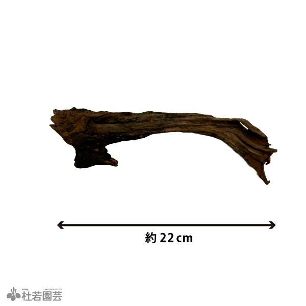 ナチュラルホーンウッド-73 | 杜若園芸WEBショップ｜水草の生産販売