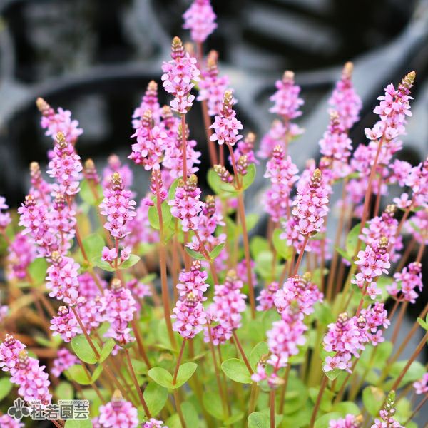 メダカ水槽におすすめ！水中水草 | 杜若園芸WEBショップ｜水草の生産