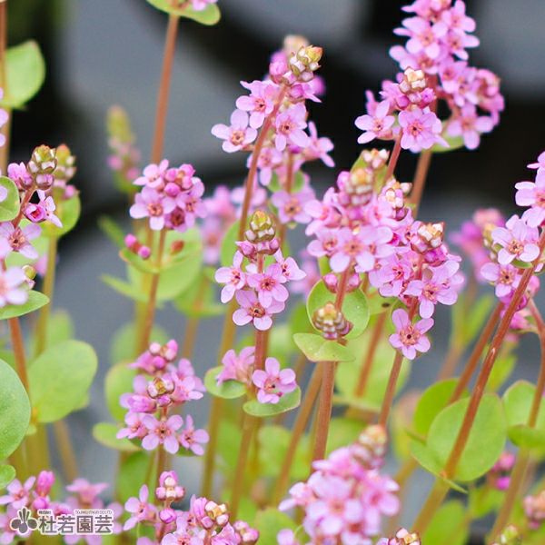 水生植物】 セイロンロタラ | 杜若園芸WEBショップ｜水草の生産販売