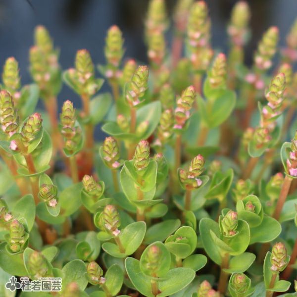 水生植物】 ロタラレディッシュ | 杜若園芸WEBショップ｜水草の生産