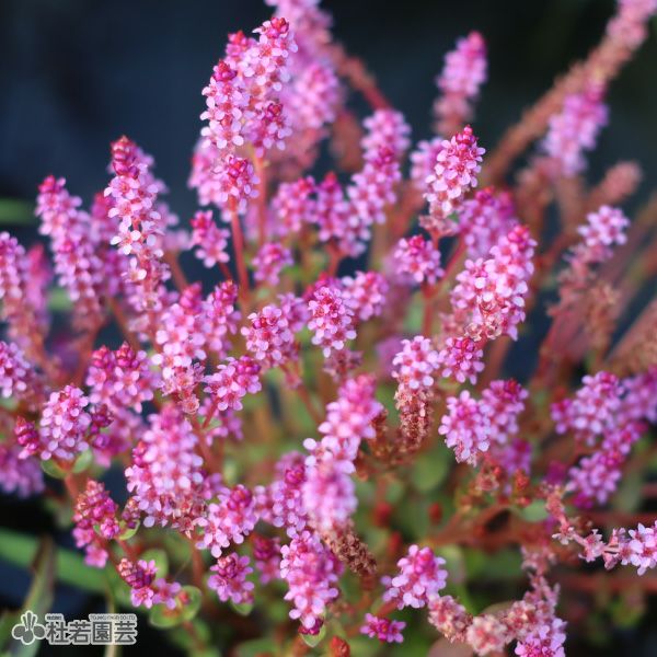 赤系水草 | 杜若園芸WEBショップ｜水草の生産販売【通販ショップ】