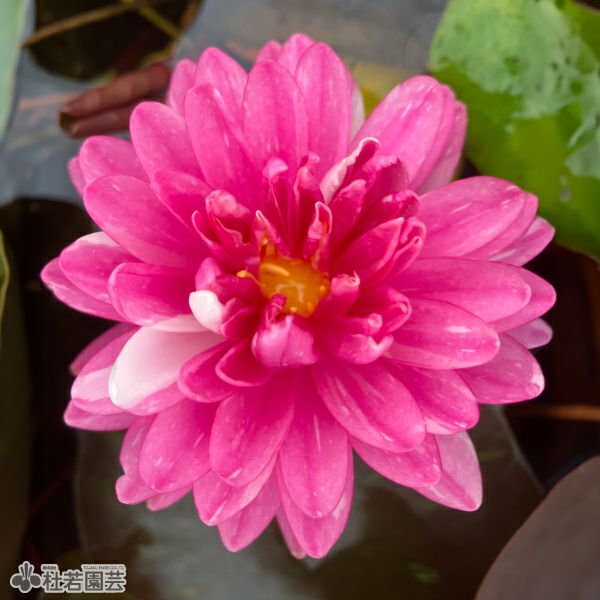 スイレン】 オールモストブラック（温帯睡蓮） 19cmカゴ | 杜若園芸WEB