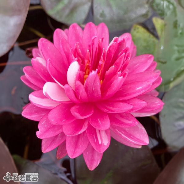 ２個セット　フォンテーン　fontaine　咲き乱れの花版 今年絶対欲しいビオパン②♪＊ファルファリア＊ヌーヴェルバーグ＊大