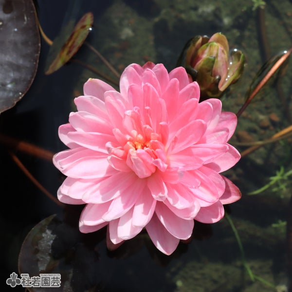 ２個セット　フォンテーン　fontaine　咲き乱れの花版 今年絶対欲しいビオパン②♪＊ファルファリア＊ヌーヴェルバーグ＊大
