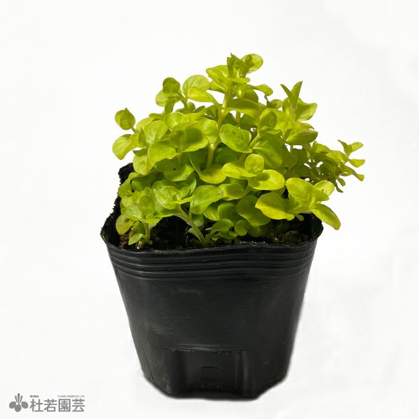 水生植物】 イエローリシマキア | 杜若園芸WEBショップ｜水草の生産