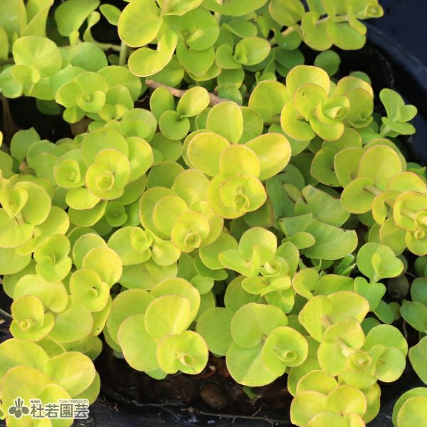 水生植物】 イエローリシマキア | 杜若園芸WEBショップ｜水草の生産