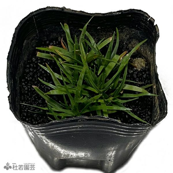 水生植物】ホシクサsp.クチ | 杜若園芸WEBショップ｜水草の生産販売