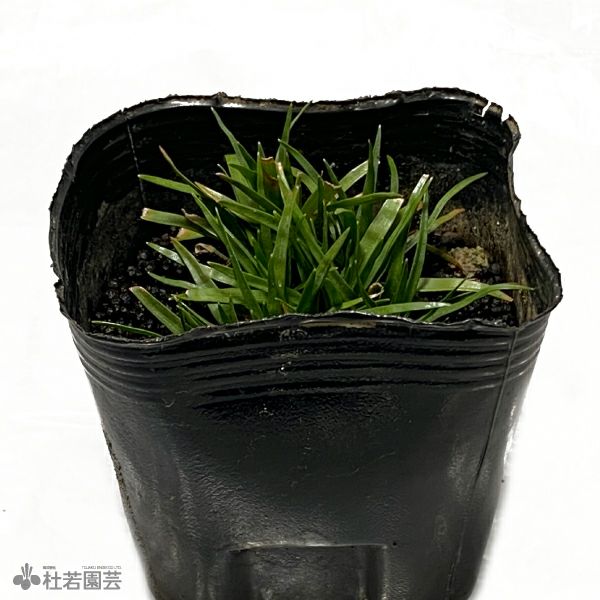 水生植物】ホシクサsp.クチ | 杜若園芸WEBショップ｜水草の生産販売