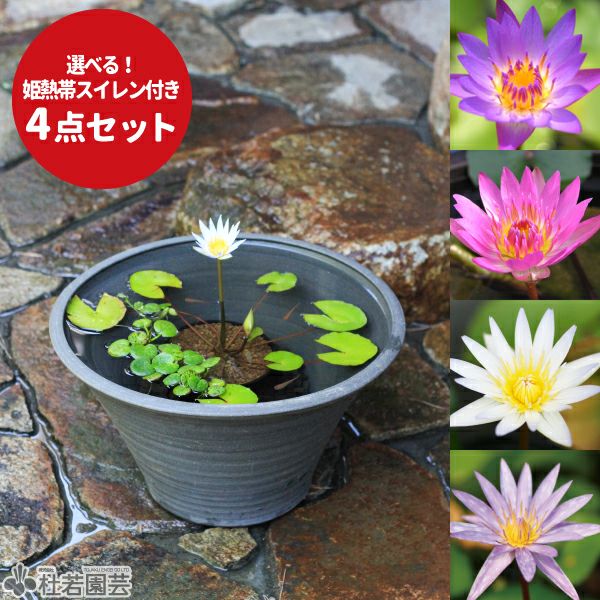 熱帯スイレン丸ポット植え付き4点セット(水鉢手づくり瓦色 小) | 杜若