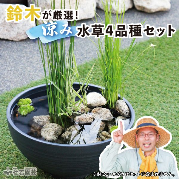 鈴木が厳選！涼み水草4品種セット | 杜若園芸WEBショップ｜水草の生産