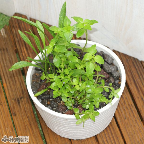 No.2 メダカ鉢にコマユミその他の寄せ植え 水生植物の 寄せ植えはいかがでしょう！ メダカのいる水鉢に そのまま