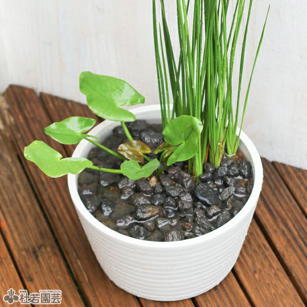 猛暑対策寄せ植え | 杜若園芸WEBショップ｜水草の生産販売【通販ショップ】