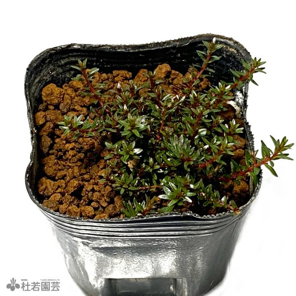 水生植物】ホシクサsp.クチ | 杜若園芸WEBショップ｜水草の生産販売