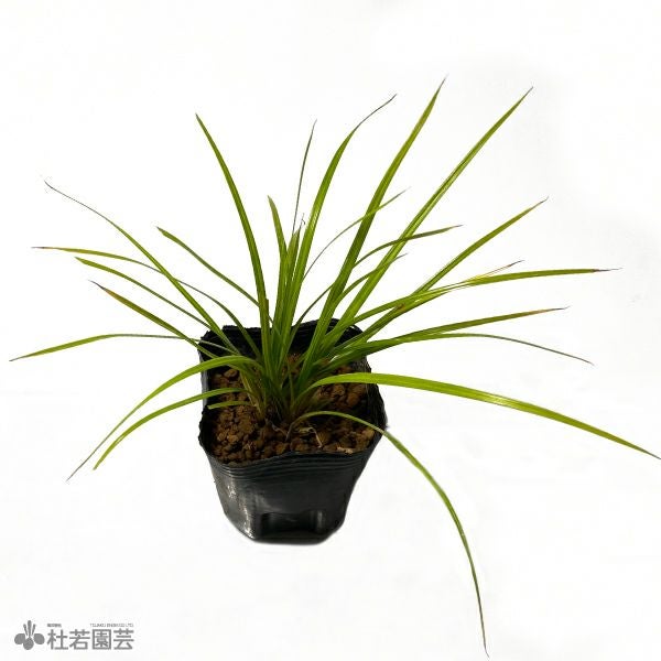 水生植物】ホシクサsp.クチ | 杜若園芸WEBショップ｜水草の生産販売
